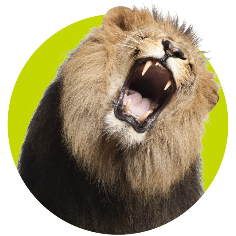 top10-dieren-wk39