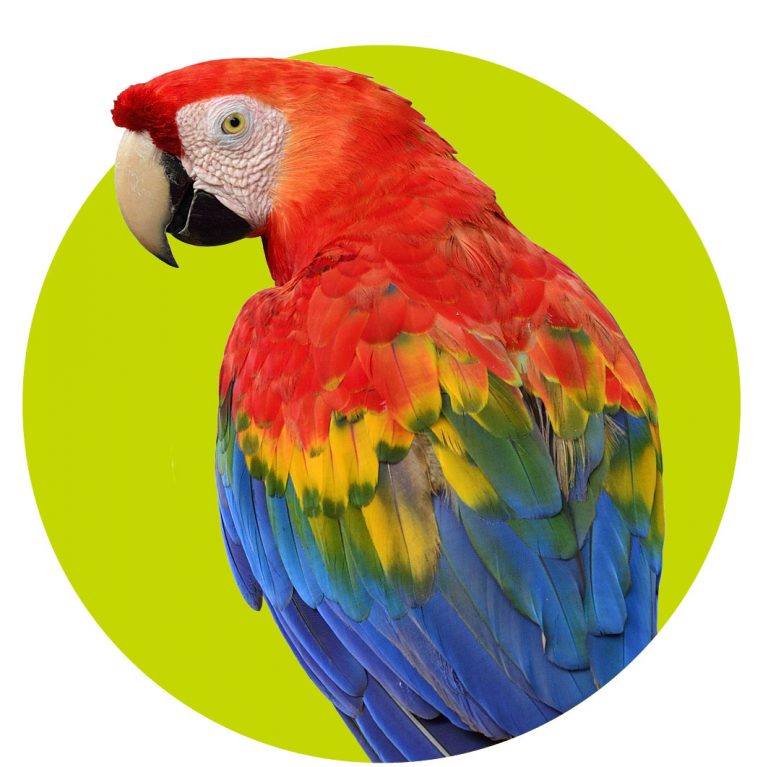 top10-dieren-wk3910