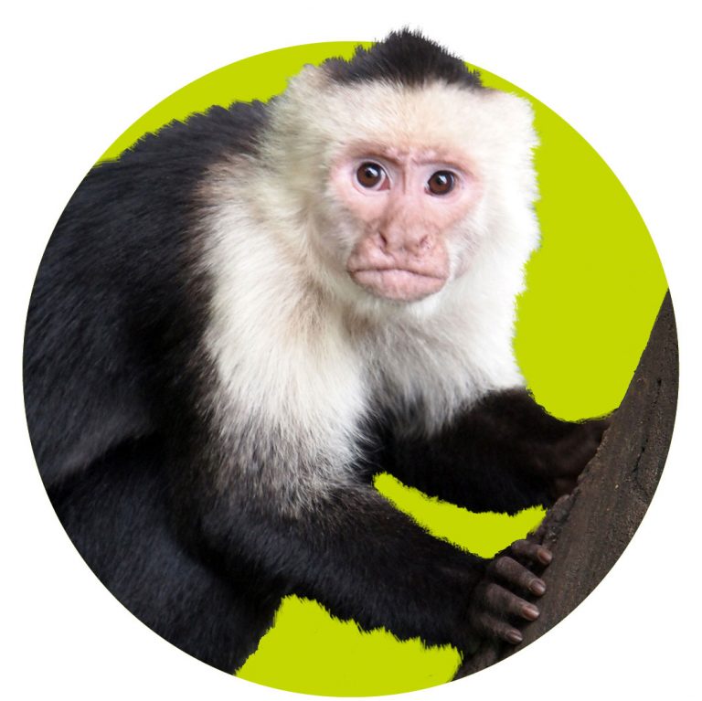 top10-dieren-wk396